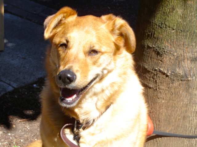 Tika, a happy dog.