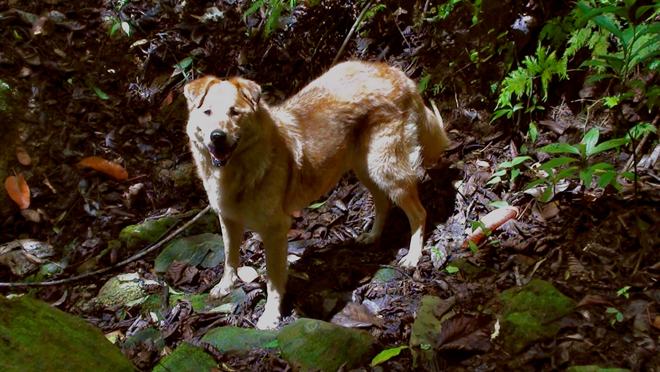 Costa Rica dogs.